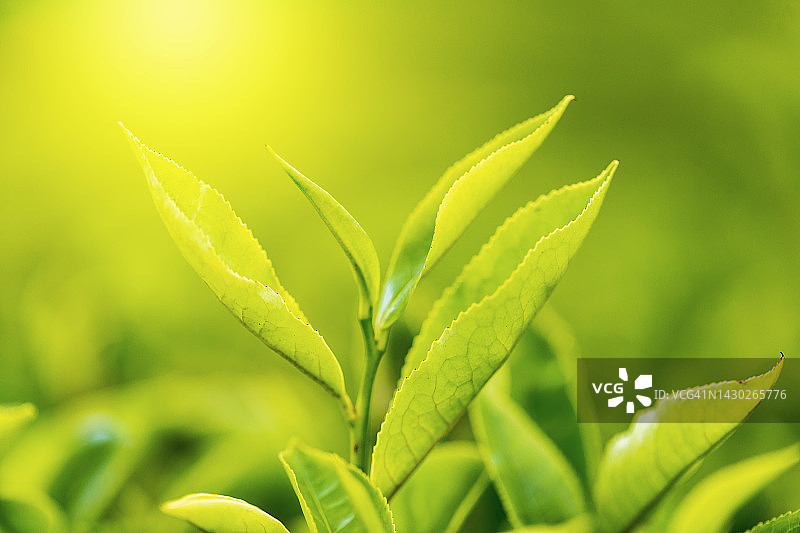 阳光下的茶叶种植园，绿色生态背景图片素材