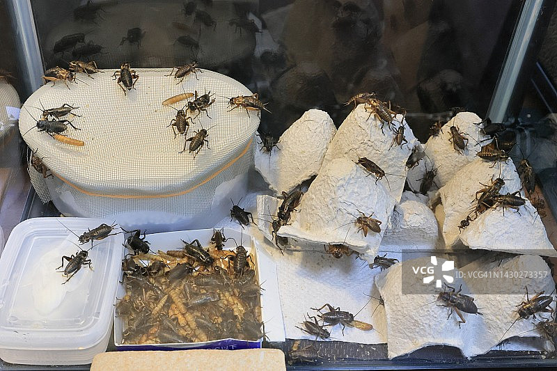 爬行动物笼子里的蟋蟀群正在食用面包虫，并从湿厨房用纸上喝水，有鸡蛋盒作为庇护所和除臭剂图片素材