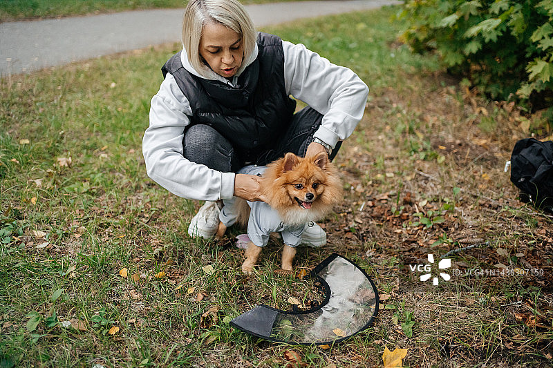 戴着术后保护圈的博美犬图片素材