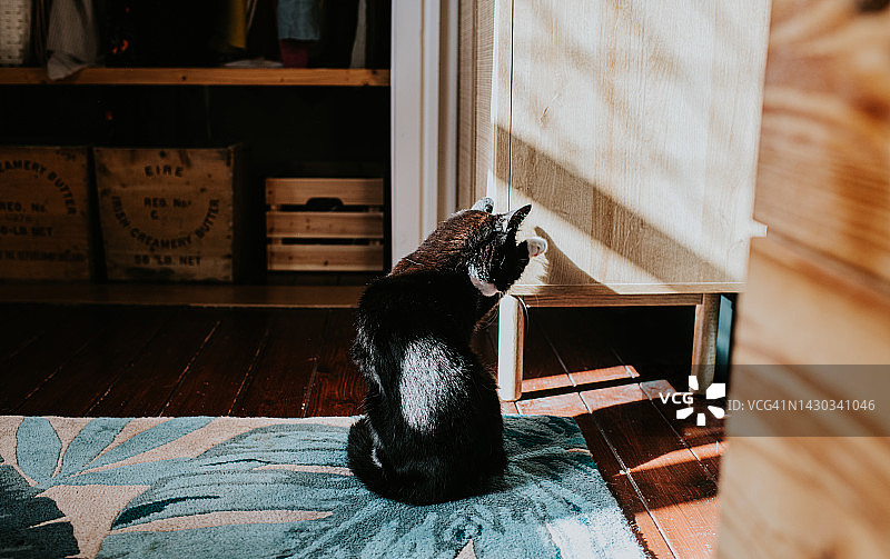 一只猫坐在地毯上梳理毛发图片素材