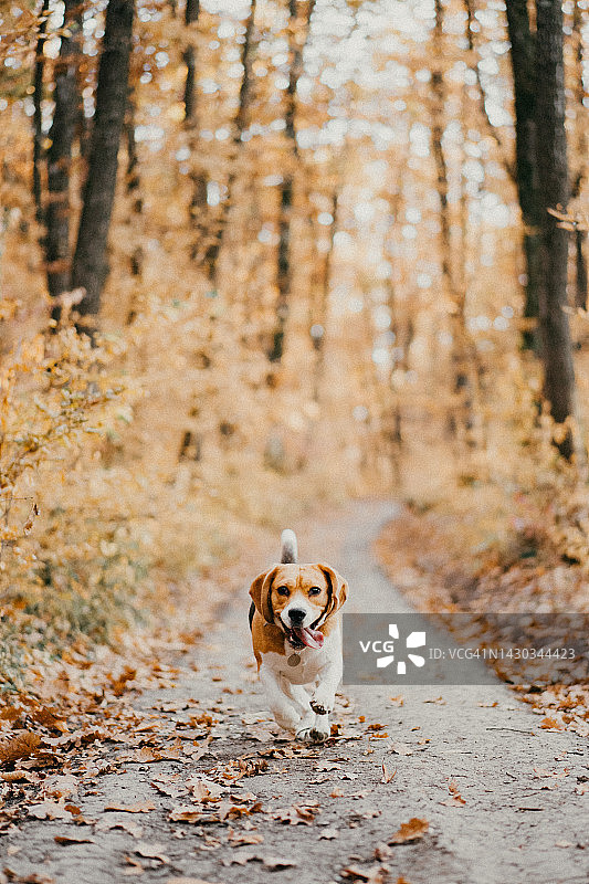 穿过森林的比格犬图片素材