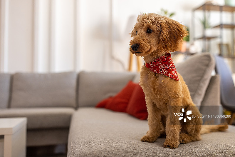 客厅沙发上戴着头巾的迷你红色贵宾犬图片素材