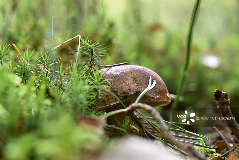 牛肝菌属图片素材