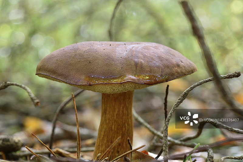 牛肝菌属图片素材