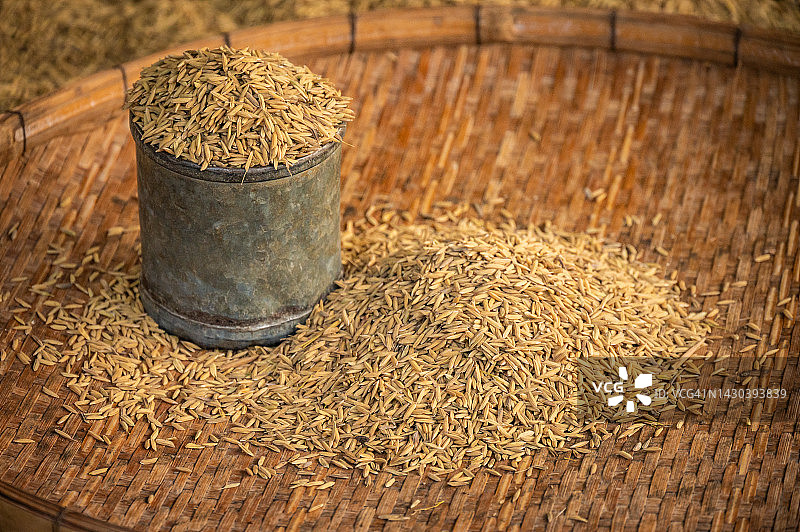 金属罐装稻田稻谷在脱粒篮上干燥特写图片素材