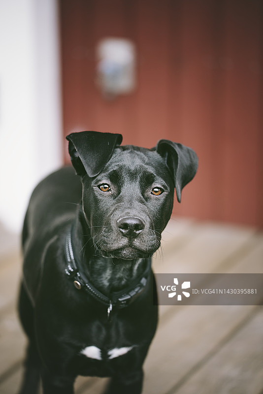 四个月大的小狗图片素材