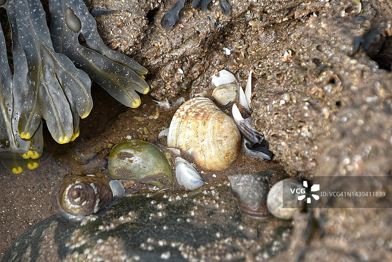 海洋生物岩石池图片素材