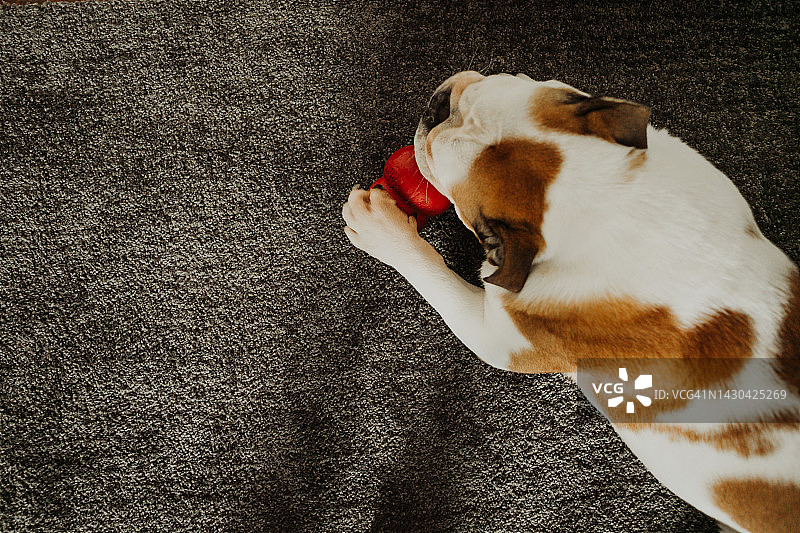 斗牛犬在家中地毯上咬玩具（俯视）图片素材
