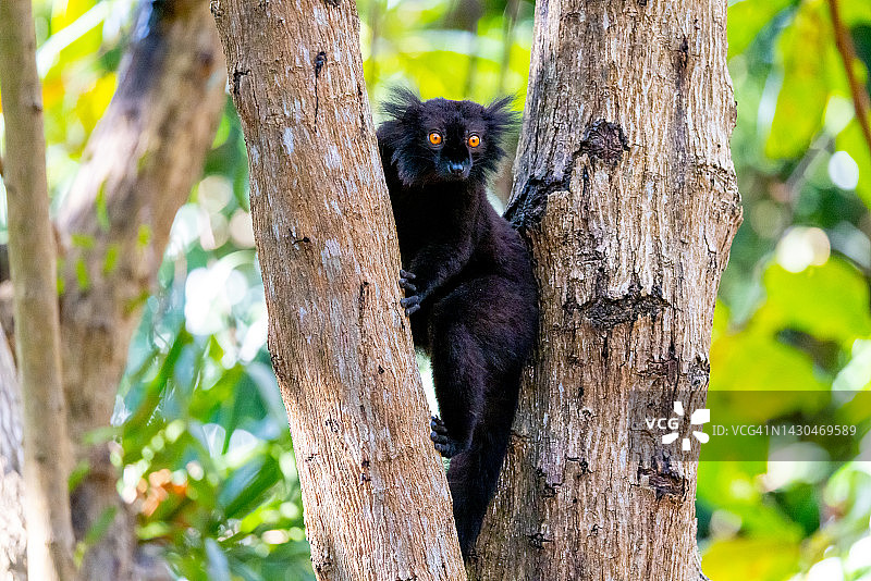 黑狐猴，马达加斯加图片素材