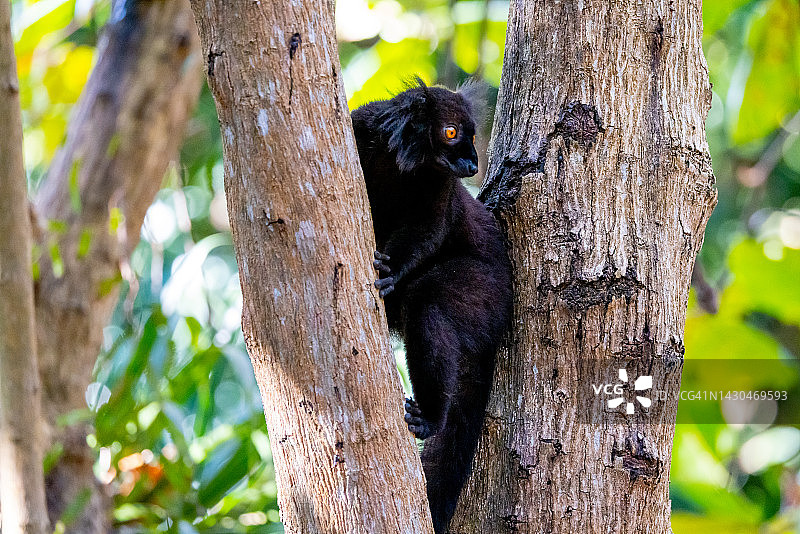 黑狐猴，马达加斯加图片素材