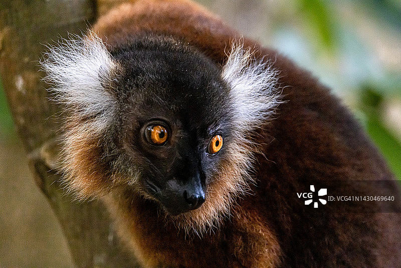 黑狐猴图片素材