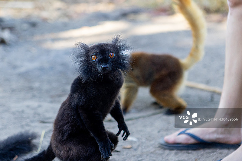 野外的黑狐猴图片素材
