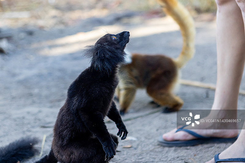野外的黑狐猴图片素材