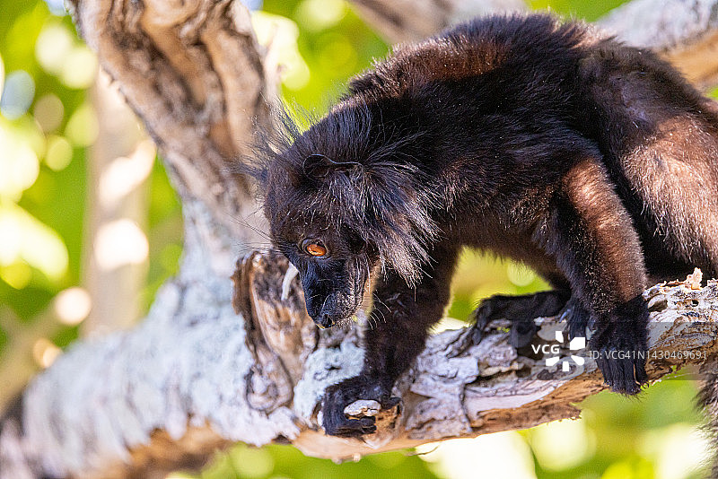 野外的黑狐猴图片素材