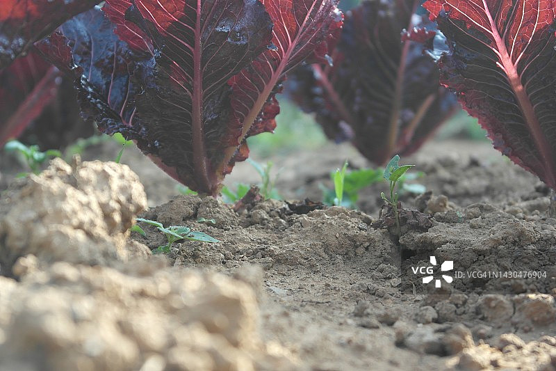 红色生菜田图片素材