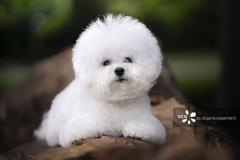 比熊犬肖像图片素材