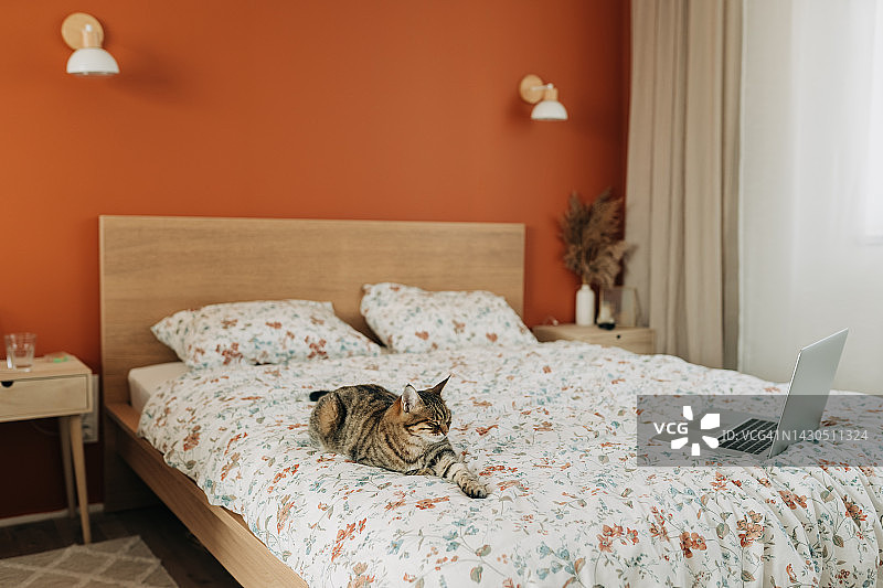 可爱的姜黄色猫咪躺在床上玩笔记本电脑图片素材