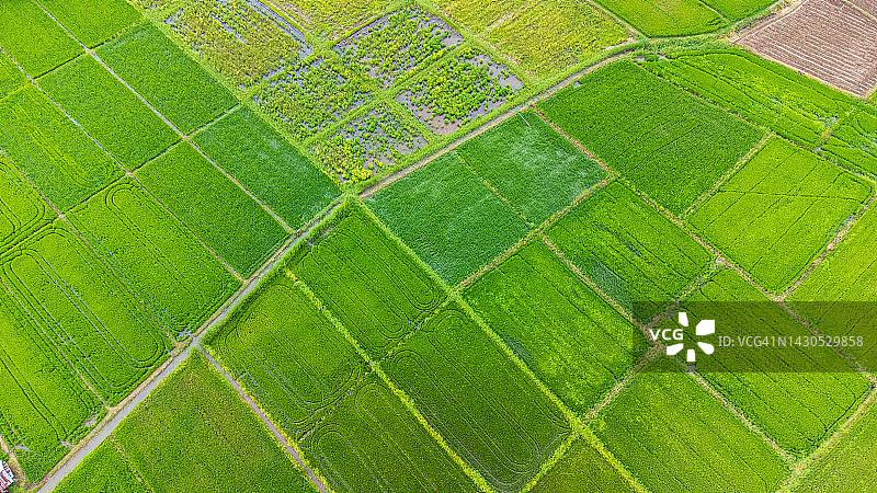 稻田区域航拍图片素材