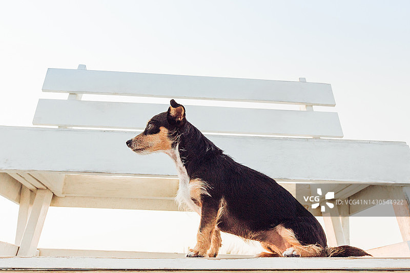 小型犬侧面轮廓画像，可爱的狗画像，梗犬腊肠犬混血狗侧面图片素材