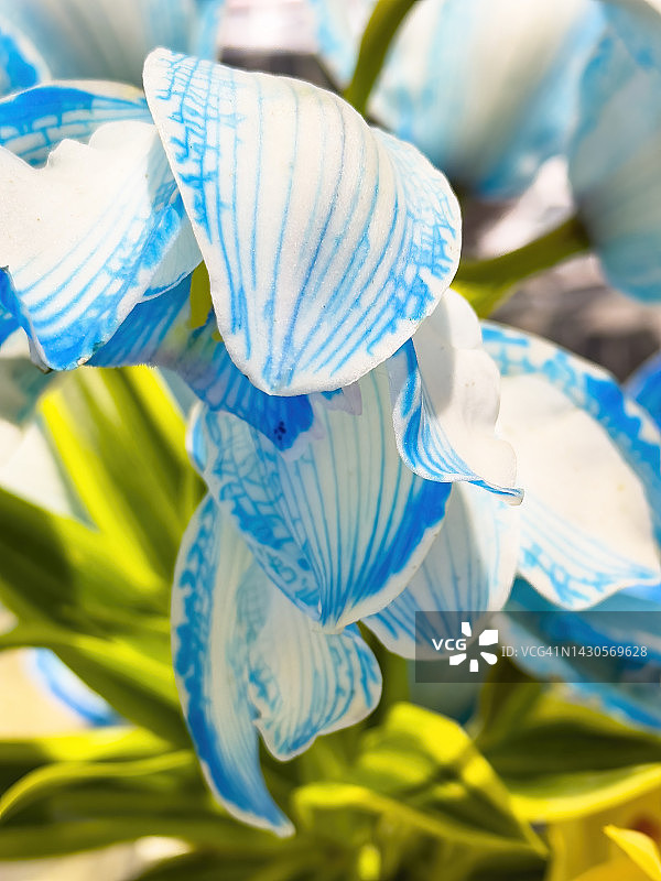 蓝色蝴蝶兰花瓣微距摄影图片素材