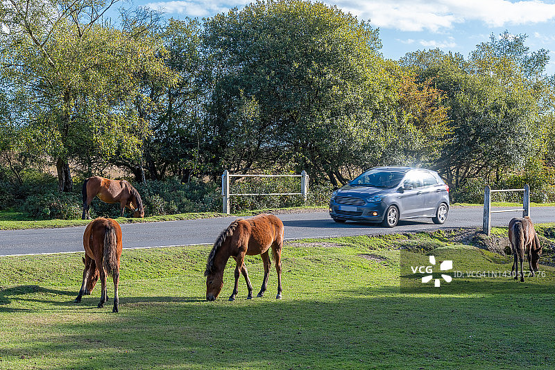 英格兰汉普郡的新森林小马图片素材
