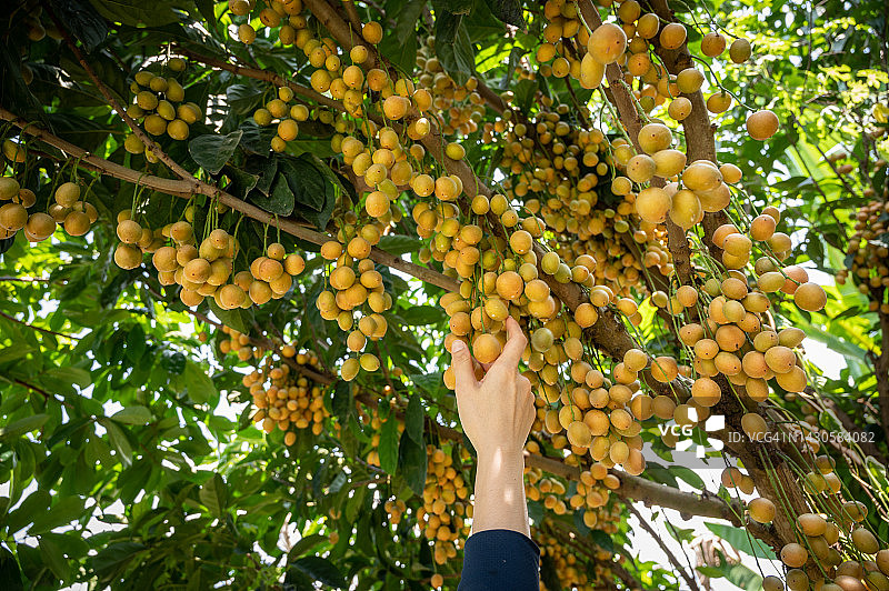 农民采摘缅甸葡萄图片素材