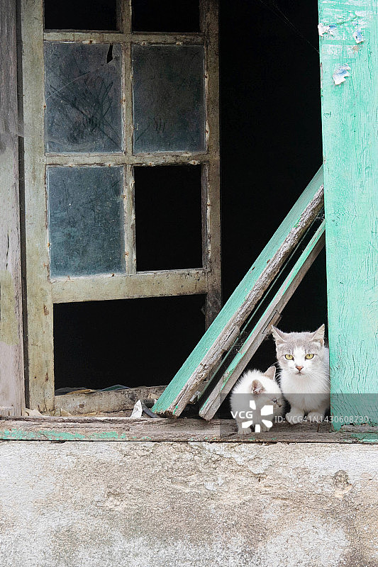 两只白色小猫从废弃建筑的窗户探出头图片素材