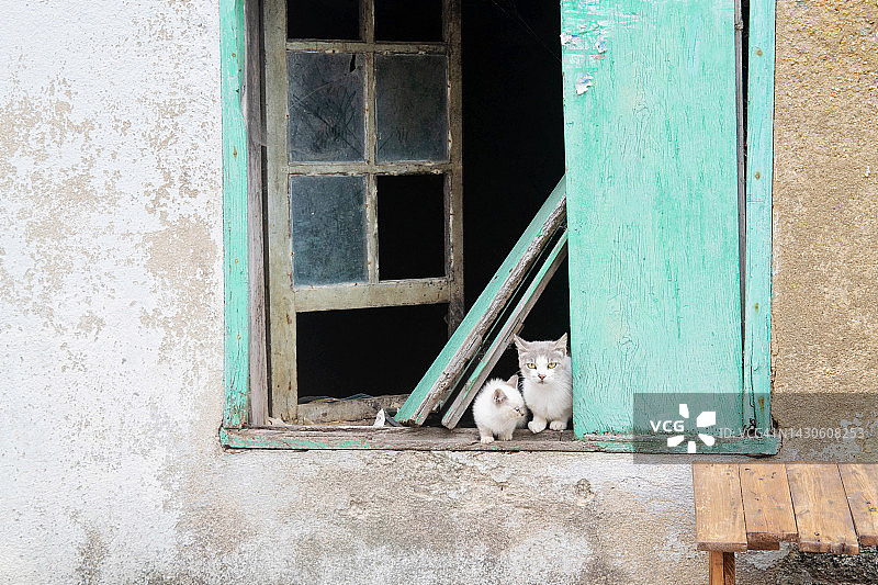 两只白色小猫从废弃建筑的窗户探出头图片素材