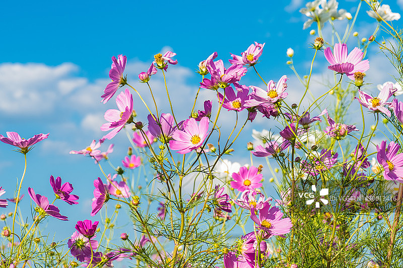 波斯菊花园图片素材