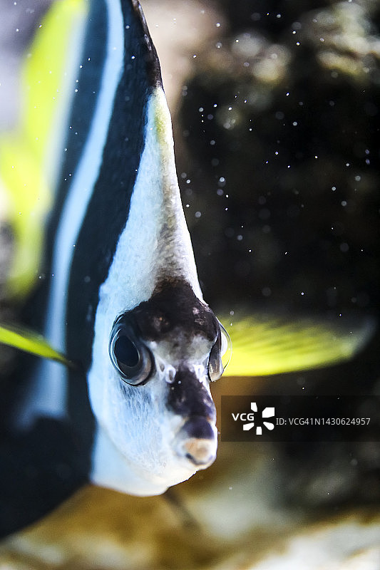 热带鱼图片素材