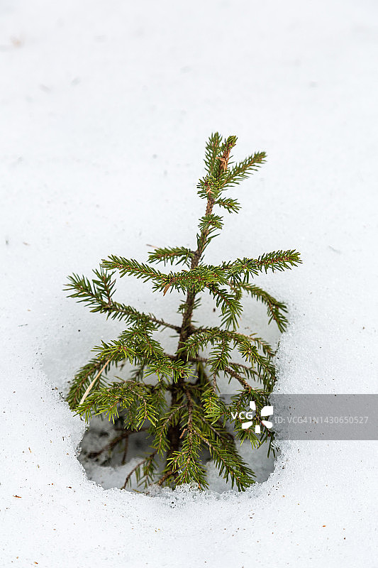 雪地里的冷杉树苗图片素材