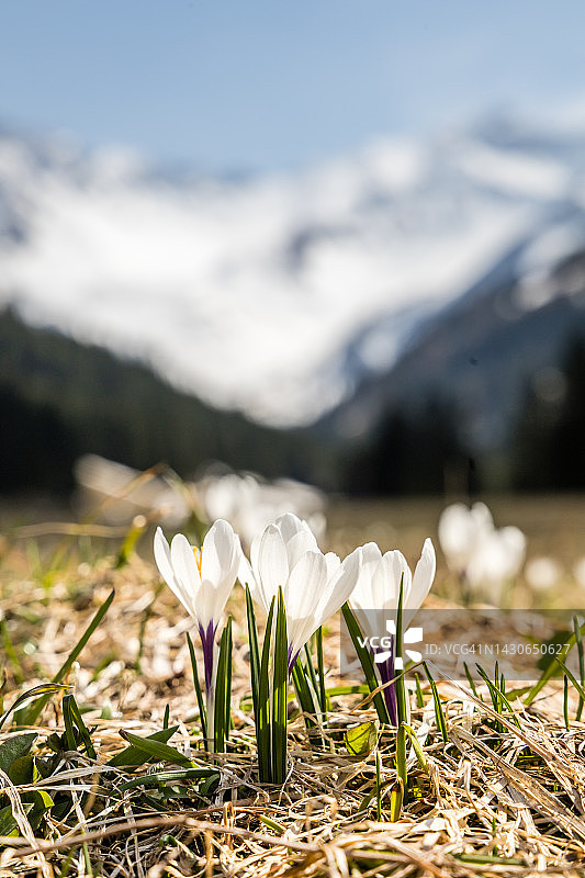 以拉蒂康山脉为背景的白色番红花图片素材