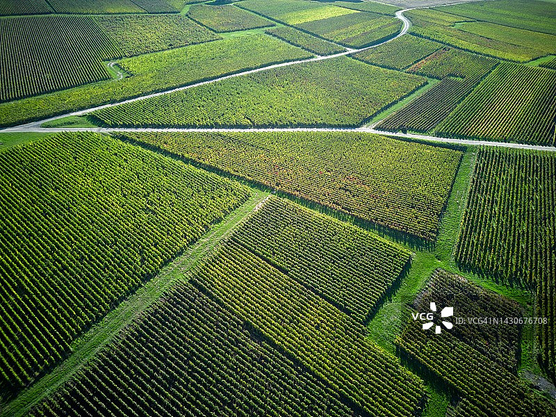 葡萄园高角度鸟瞰图图片素材