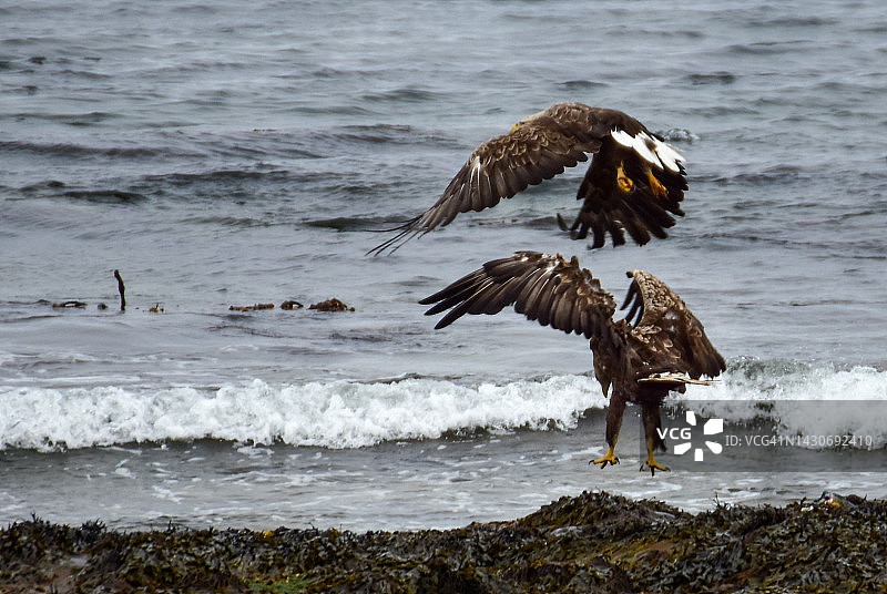 夏季，在多风的天气里，两只海雕在海边。狩猎。展开翅膀。图片素材