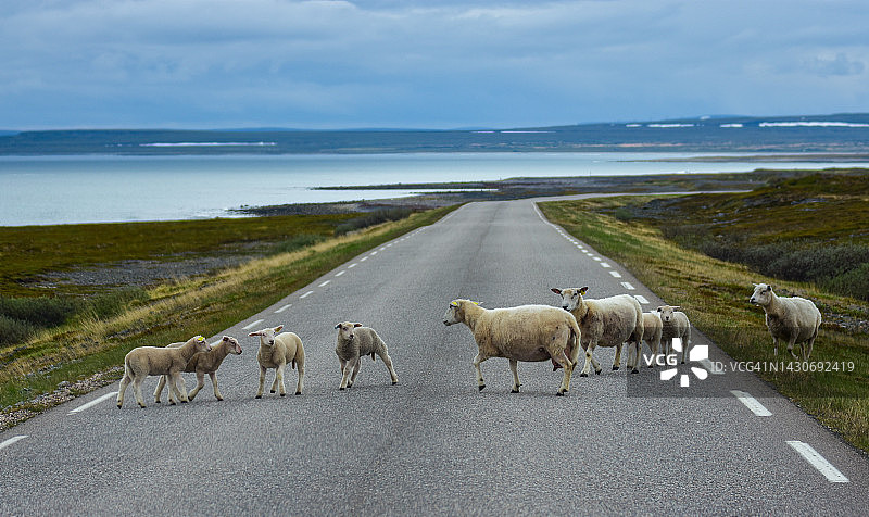 夏季海边穿过道路的羊群图片素材
