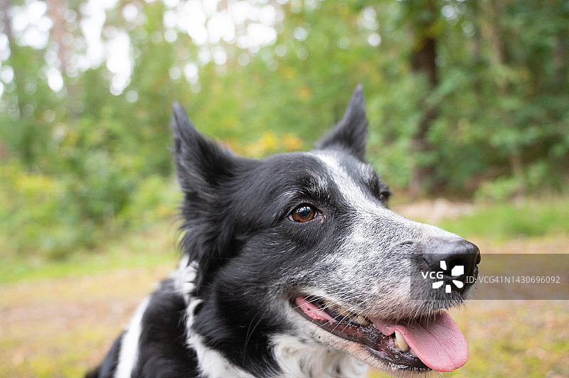 在森林中散步时休息的吐舌边境牧羊犬图片素材