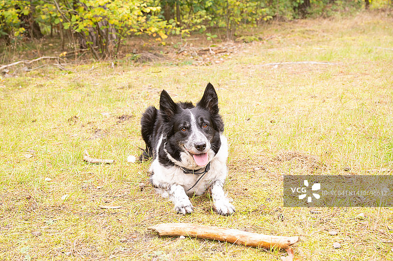 在森林中散步时休息的吐舌边境牧羊犬图片素材