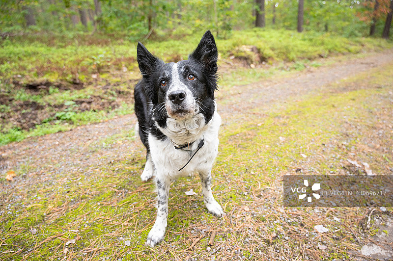 边境牧羊犬在森林里警戒的特写图片素材
