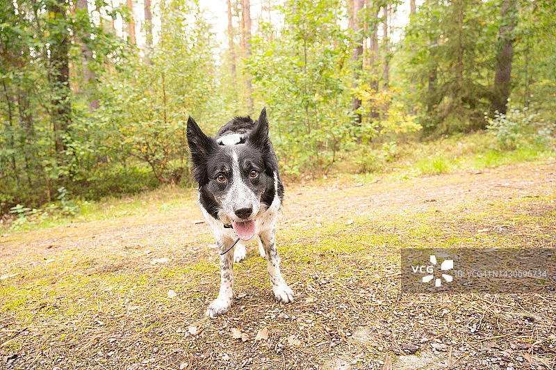 在森林中散步时休息的吐舌边境牧羊犬图片素材