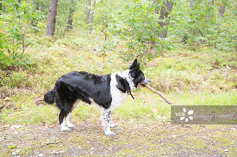 在乡间玩树枝的边境牧羊犬图片素材