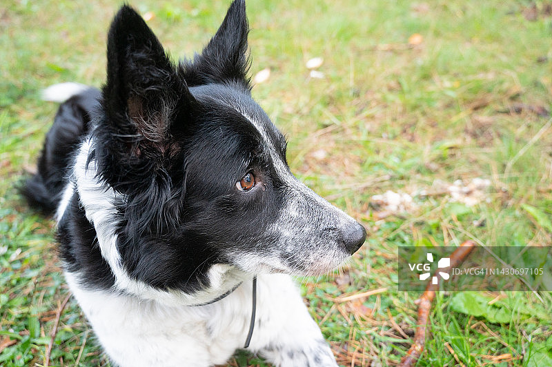 在森林中散步时休息的边境牧羊犬图片素材