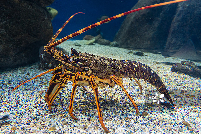 鹅卵石上的龙虾图片素材