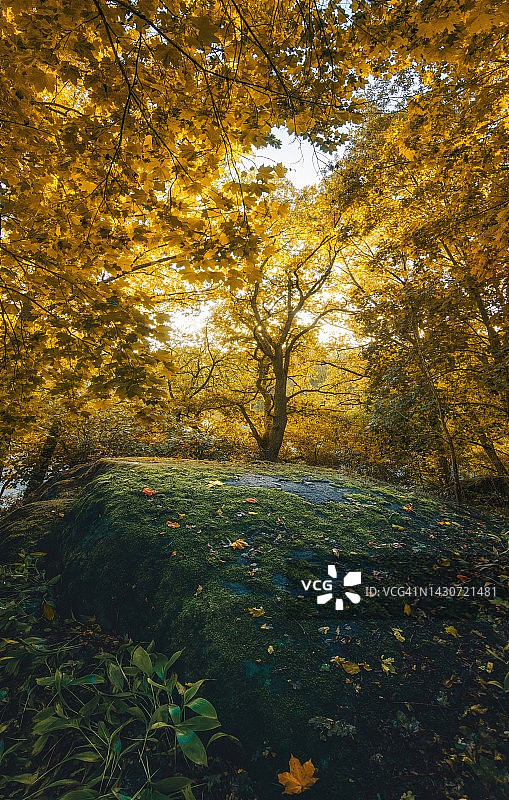 落叶的黄色秋季森林，西南芬兰，欧洲图片素材