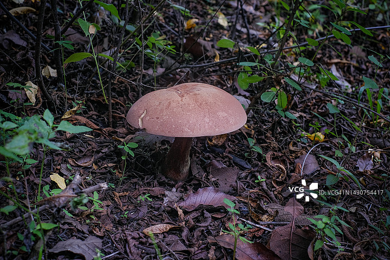 苦味牛肝菌图片素材