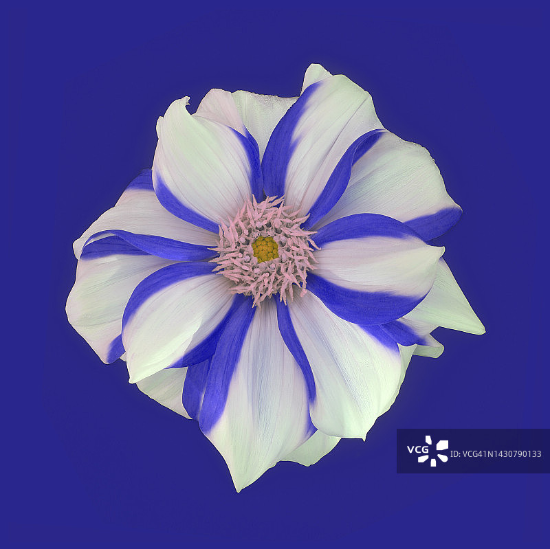 紫色条纹的奇幻白色大丽花，在紫色背景上图片素材