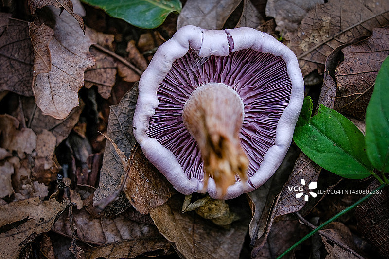 一个粉红色的蘑菇图片素材