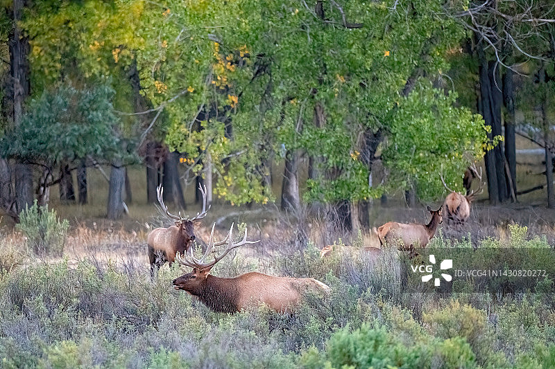 美国蒙大拿州，两只大型马鹿在发情期对峙图片素材