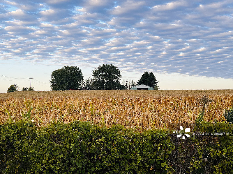 爱荷华州农场秋收景象图片素材