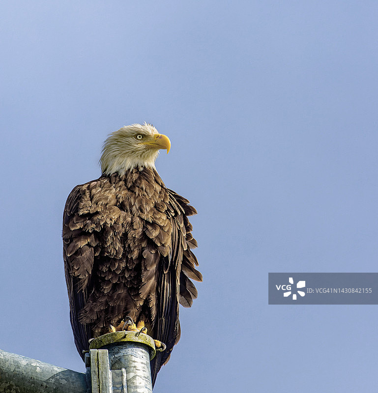 栖息在灯柱上的老鹰图片素材