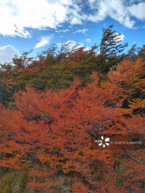 火地岛乌斯怀亚的南极假山毛榉树图片素材